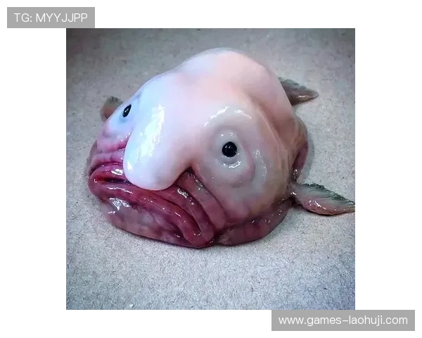 深海动物的奇异世界：探索深海中最神秘的生物种类